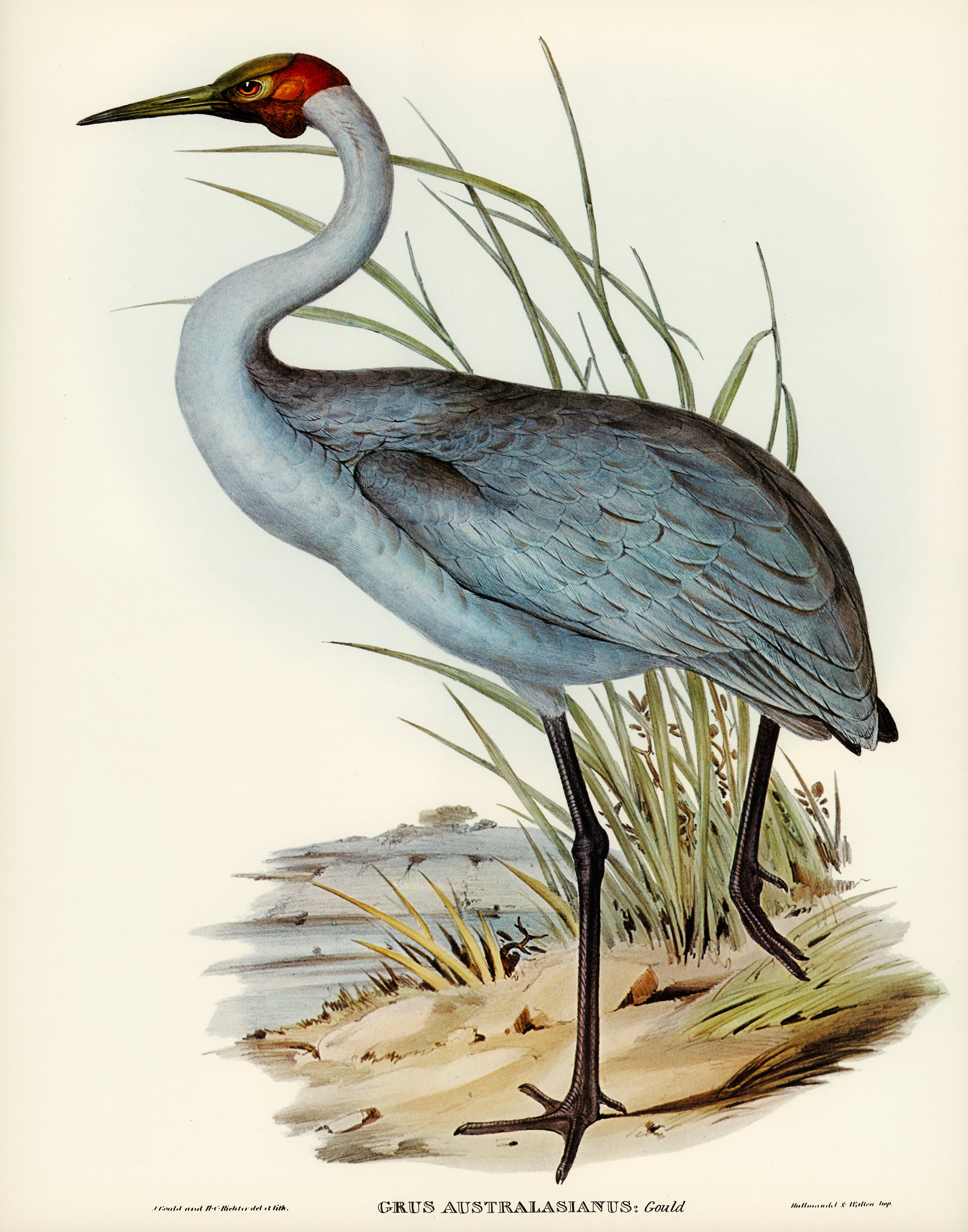 Australian Crane