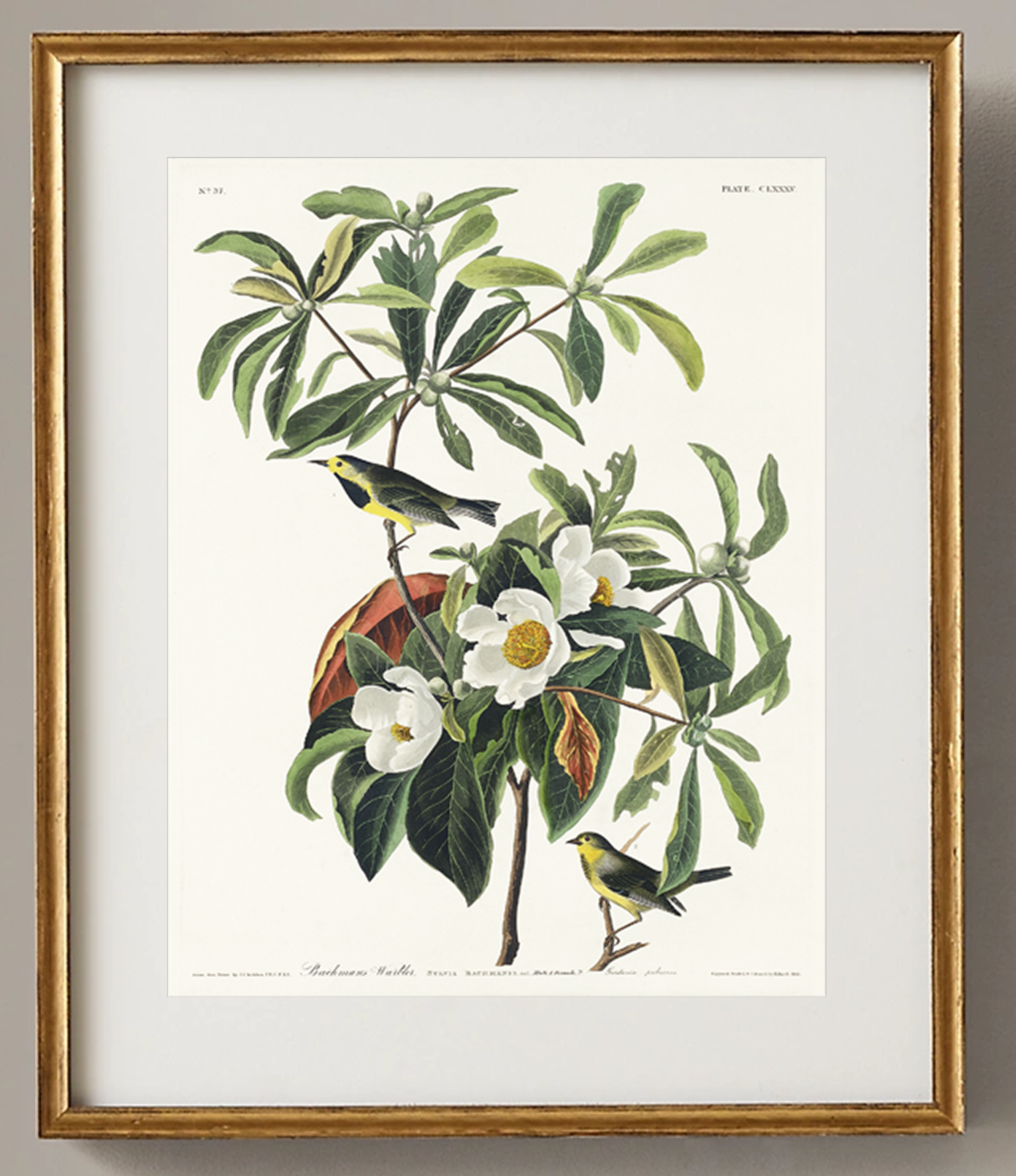 Vintage Bird Prints Set