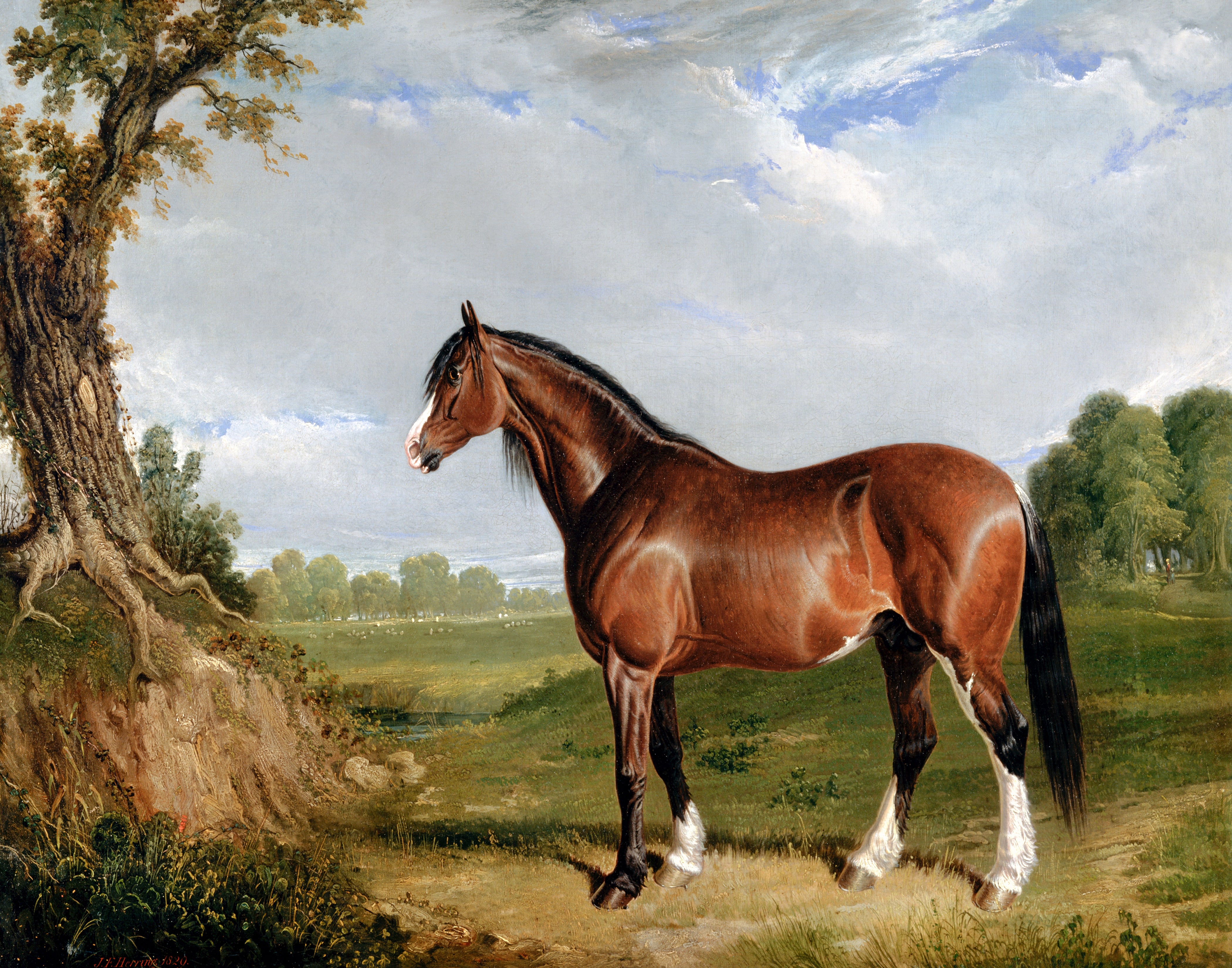 Clydesdale Stallion