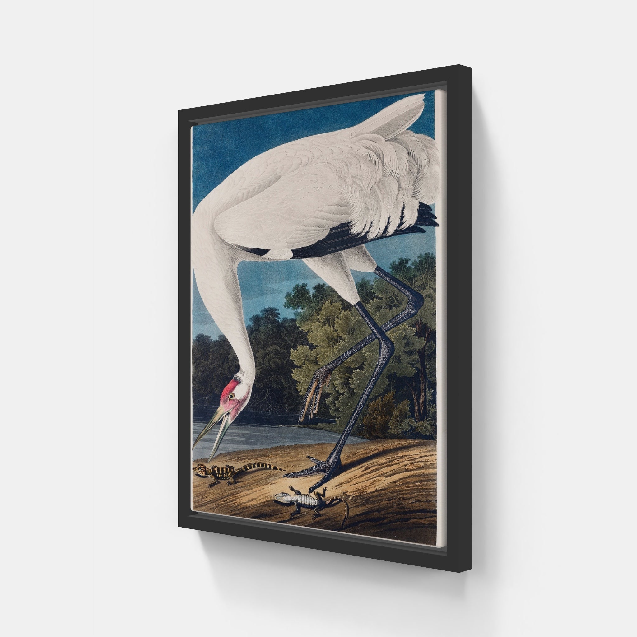 Audubon Hooping Crane