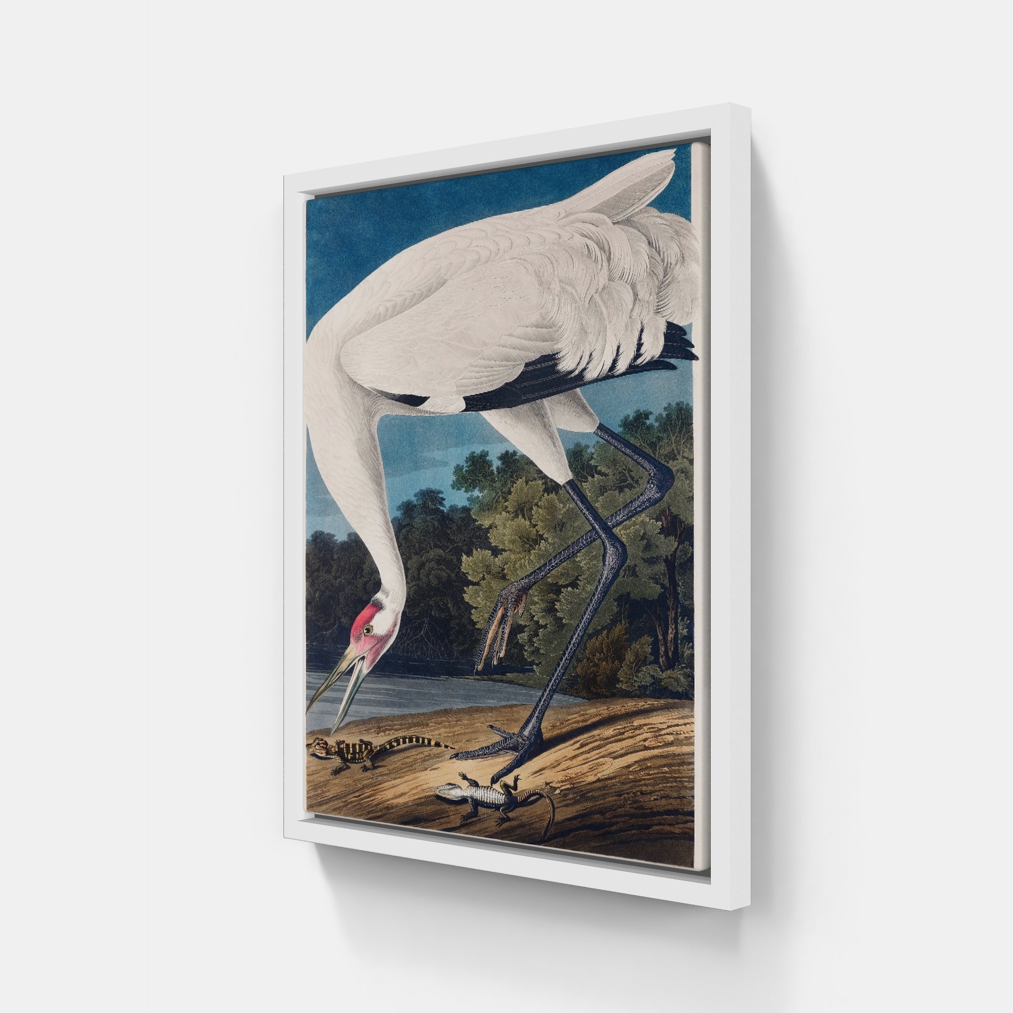 Audubon Hooping Crane