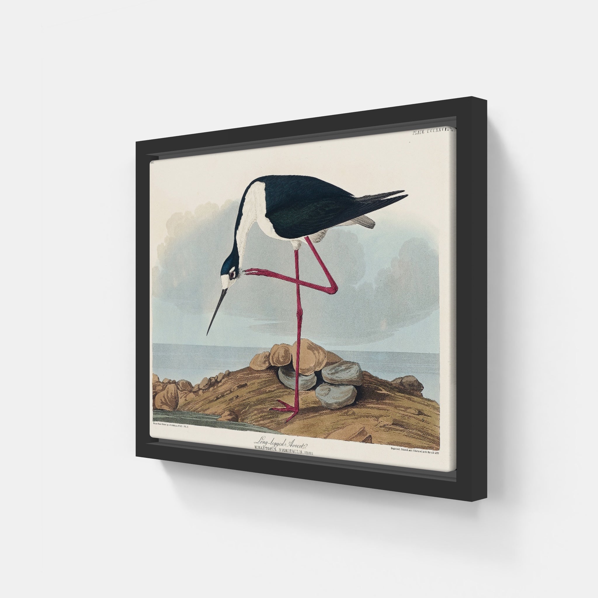 Audubon Long Legged Avocet