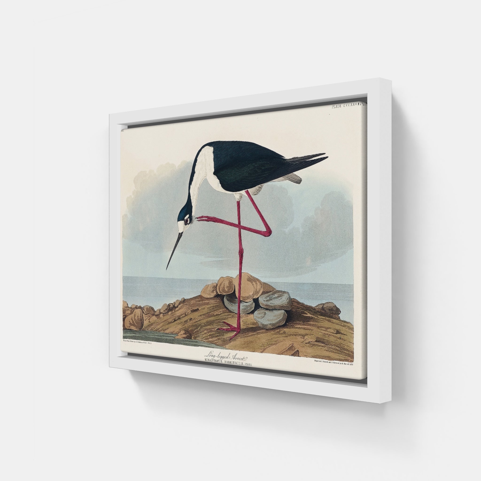Audubon Long Legged Avocet
