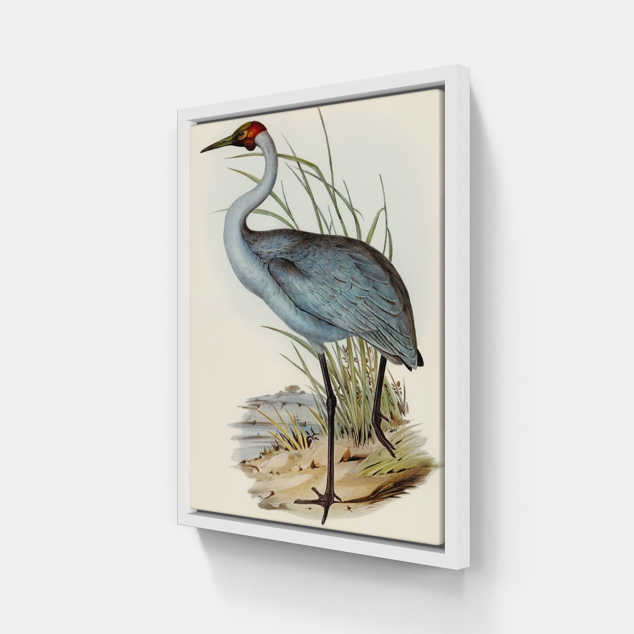 Australian Crane