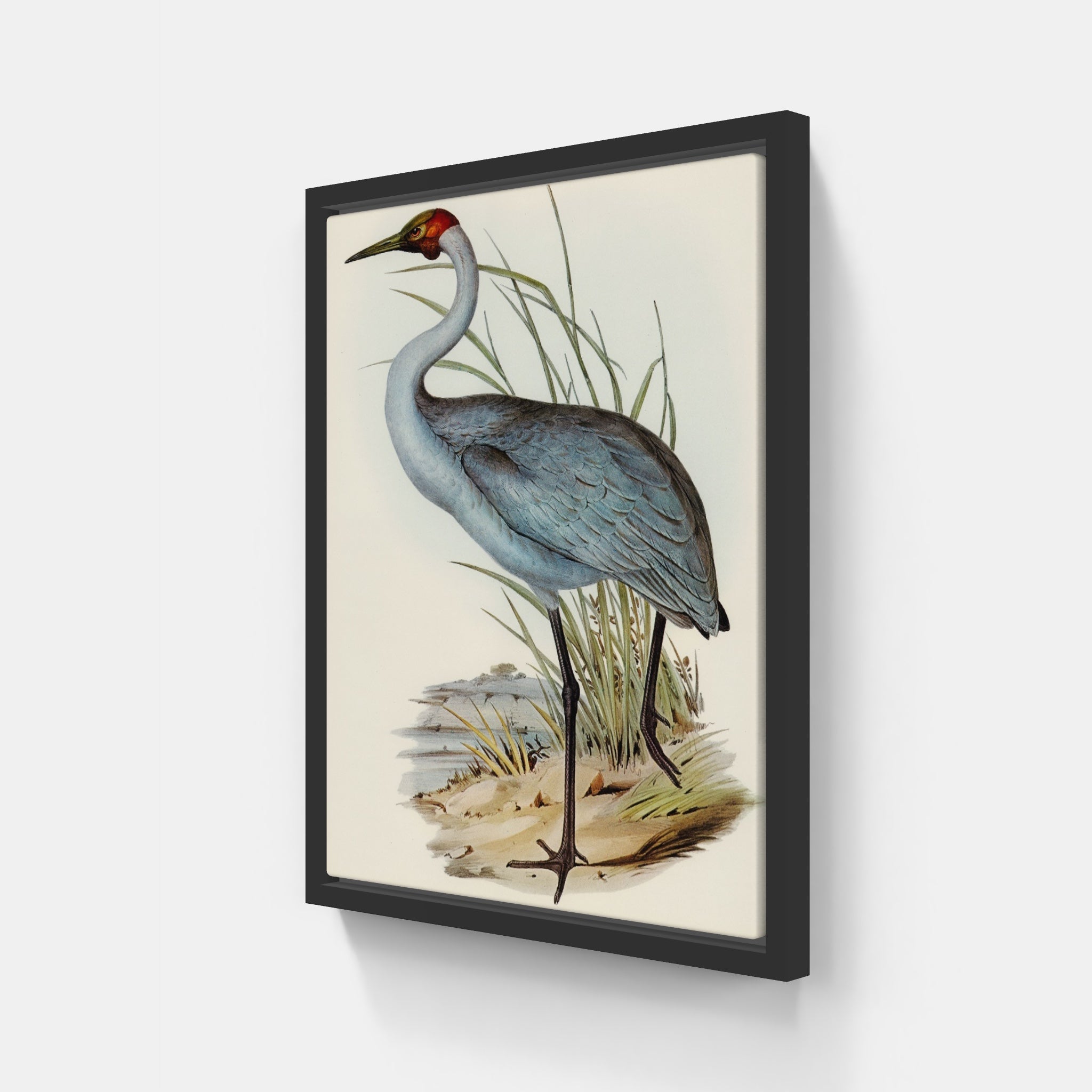 Australian Crane