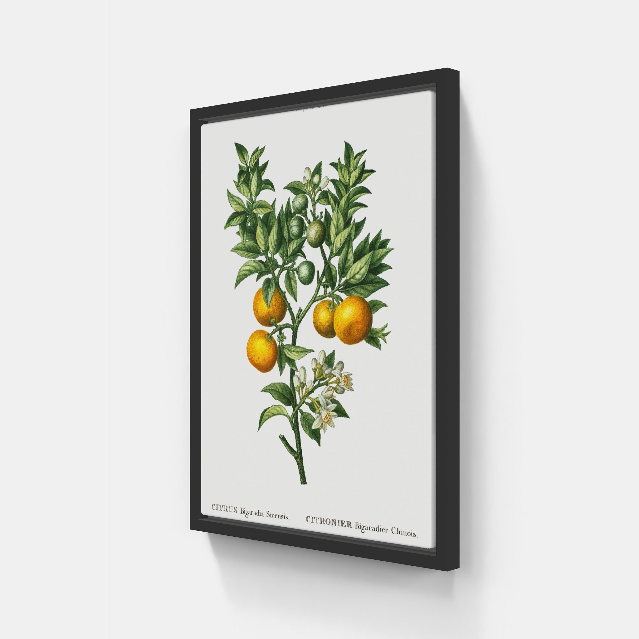 Bitter Orange v.2