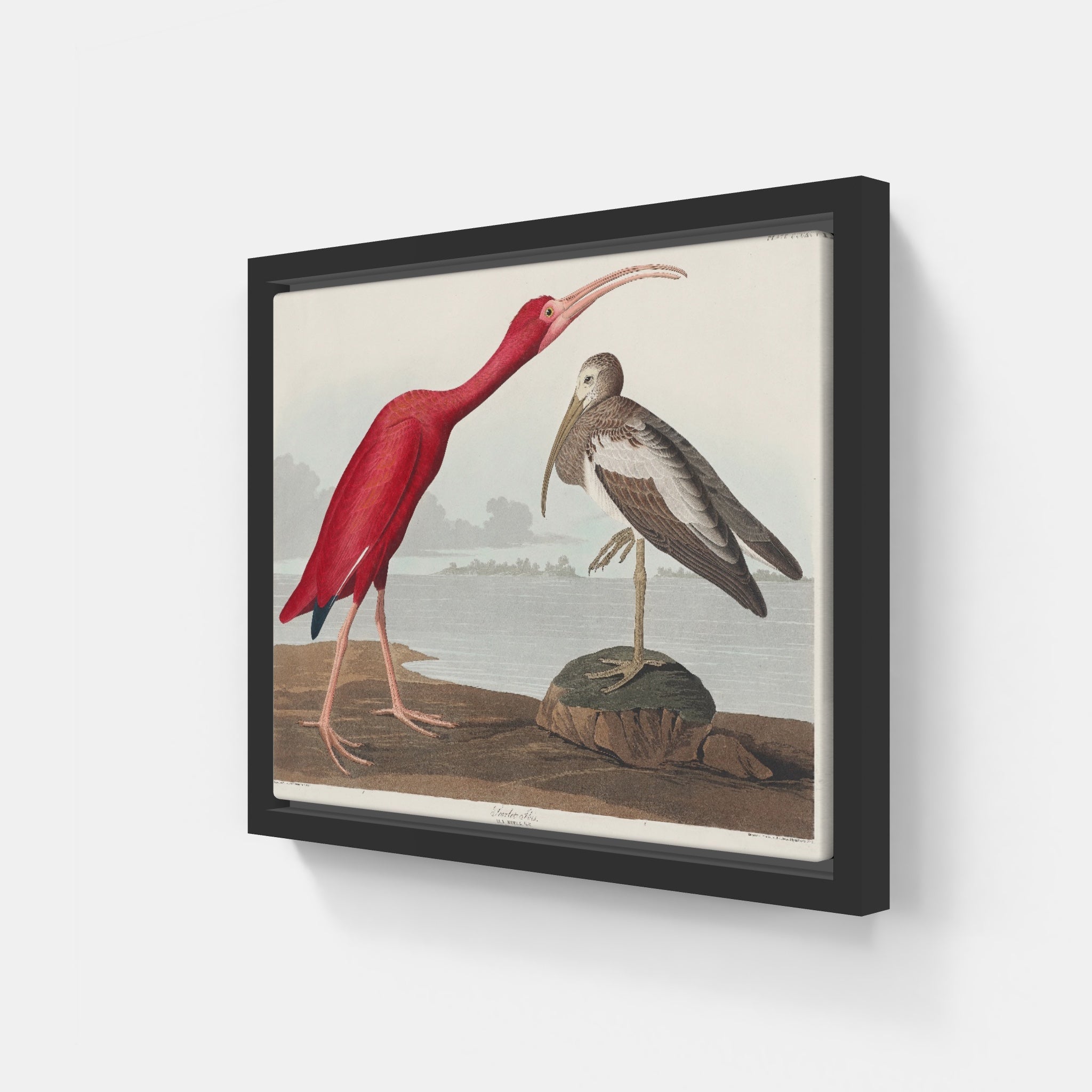 Audubon Scarlet Ibis