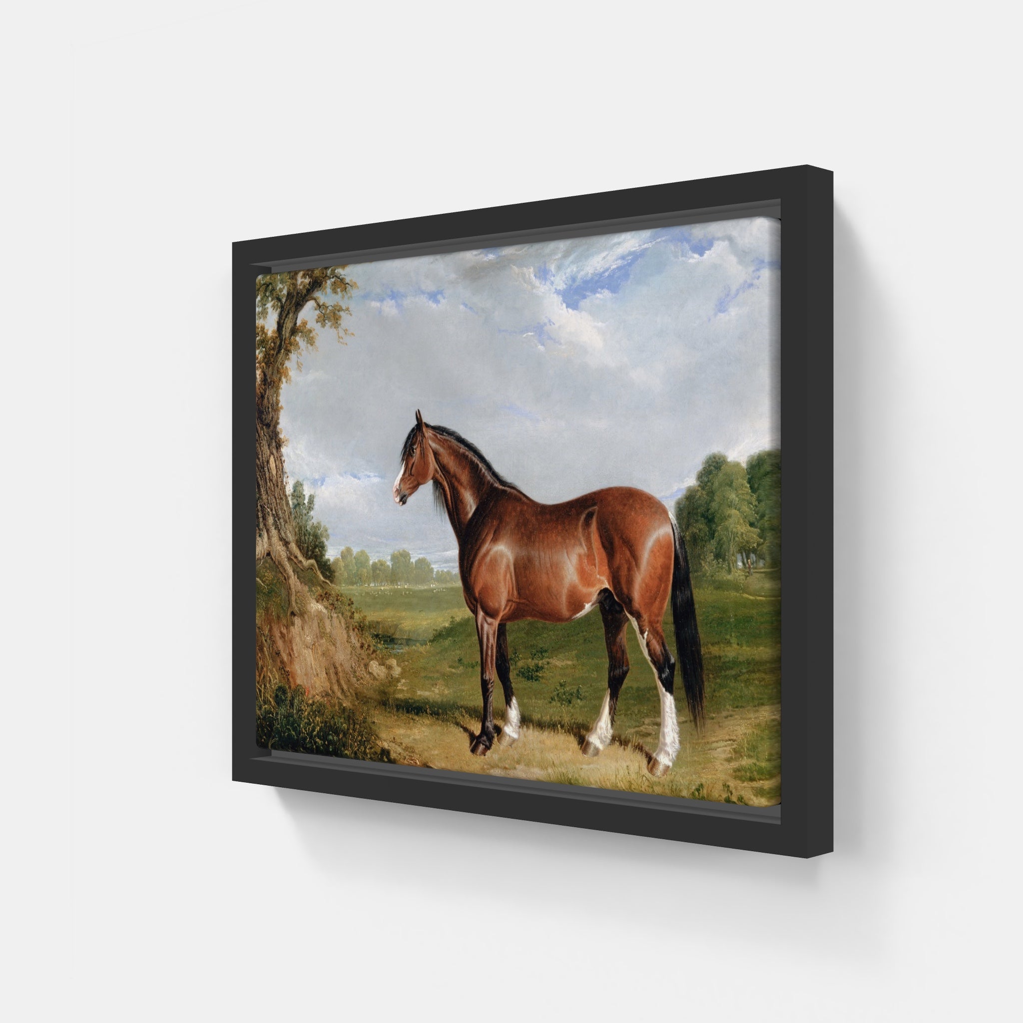 Clydesdale Stallion