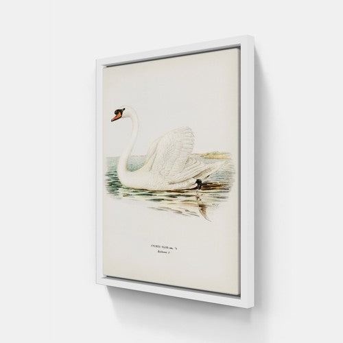 Mute Swan