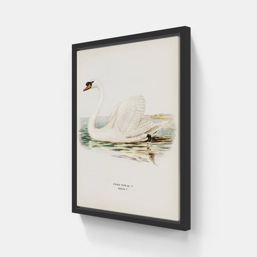 Mute Swan