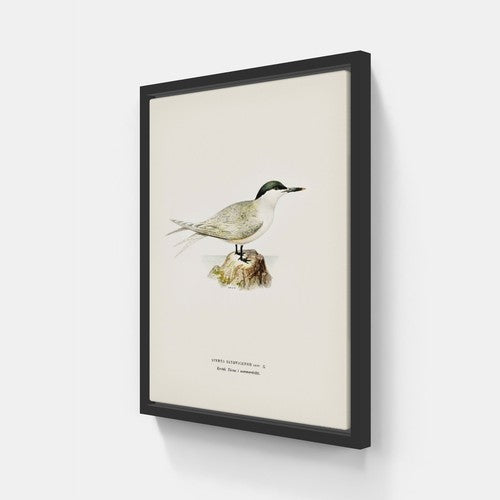 Sandwich Tern
