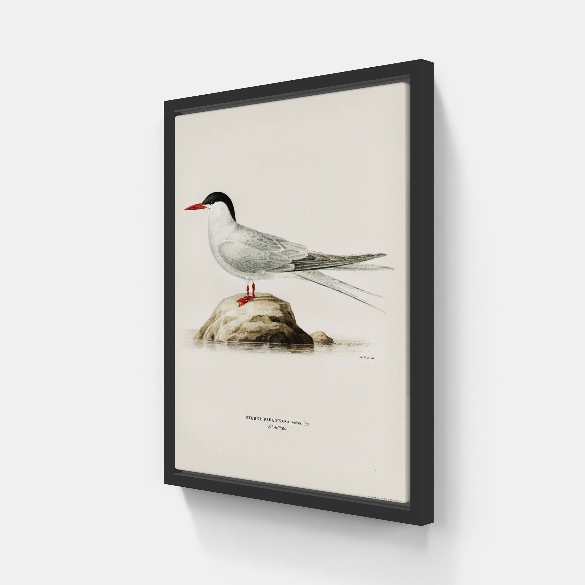 Vintage Arctic Tern
