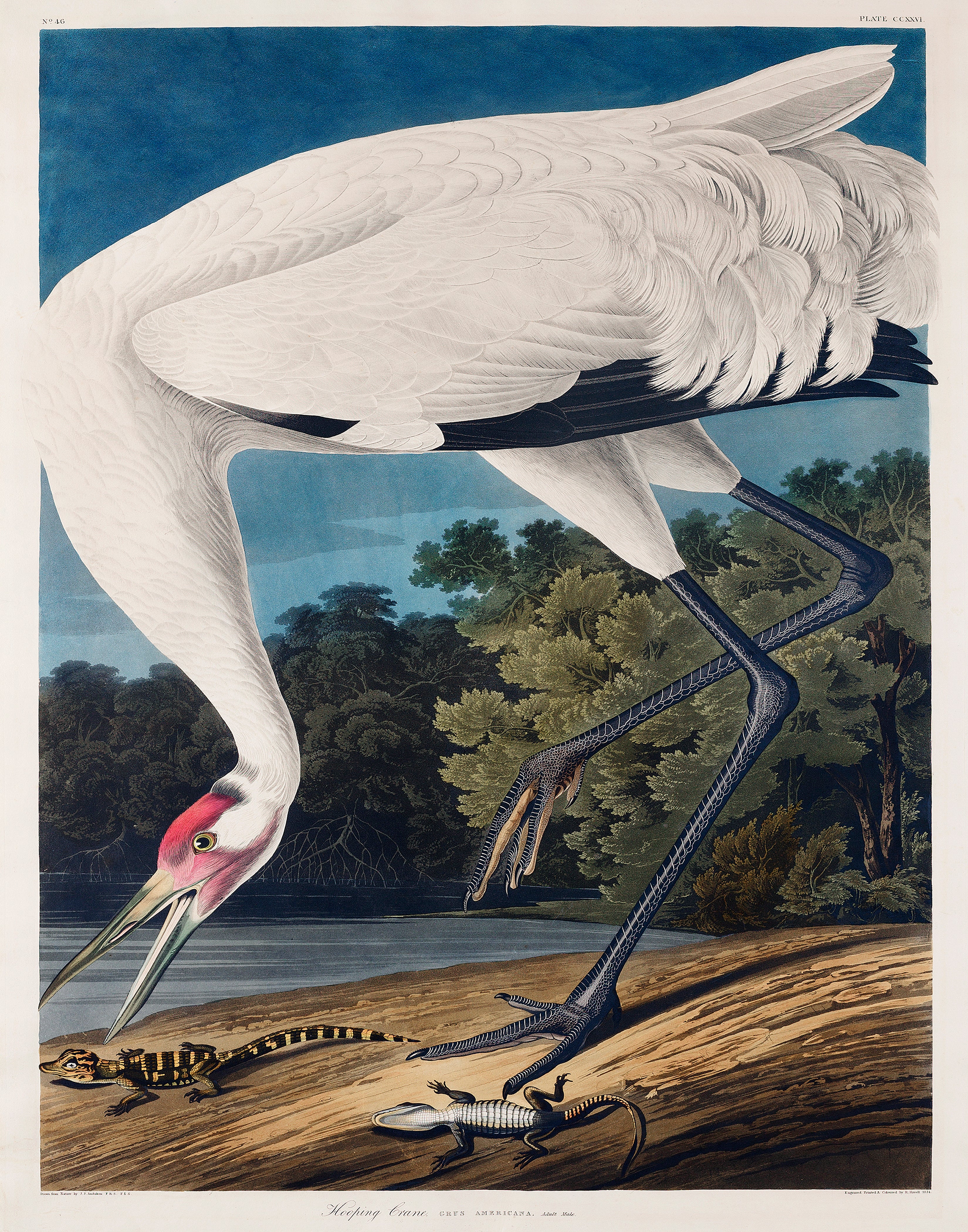Audubon Hooping Crane