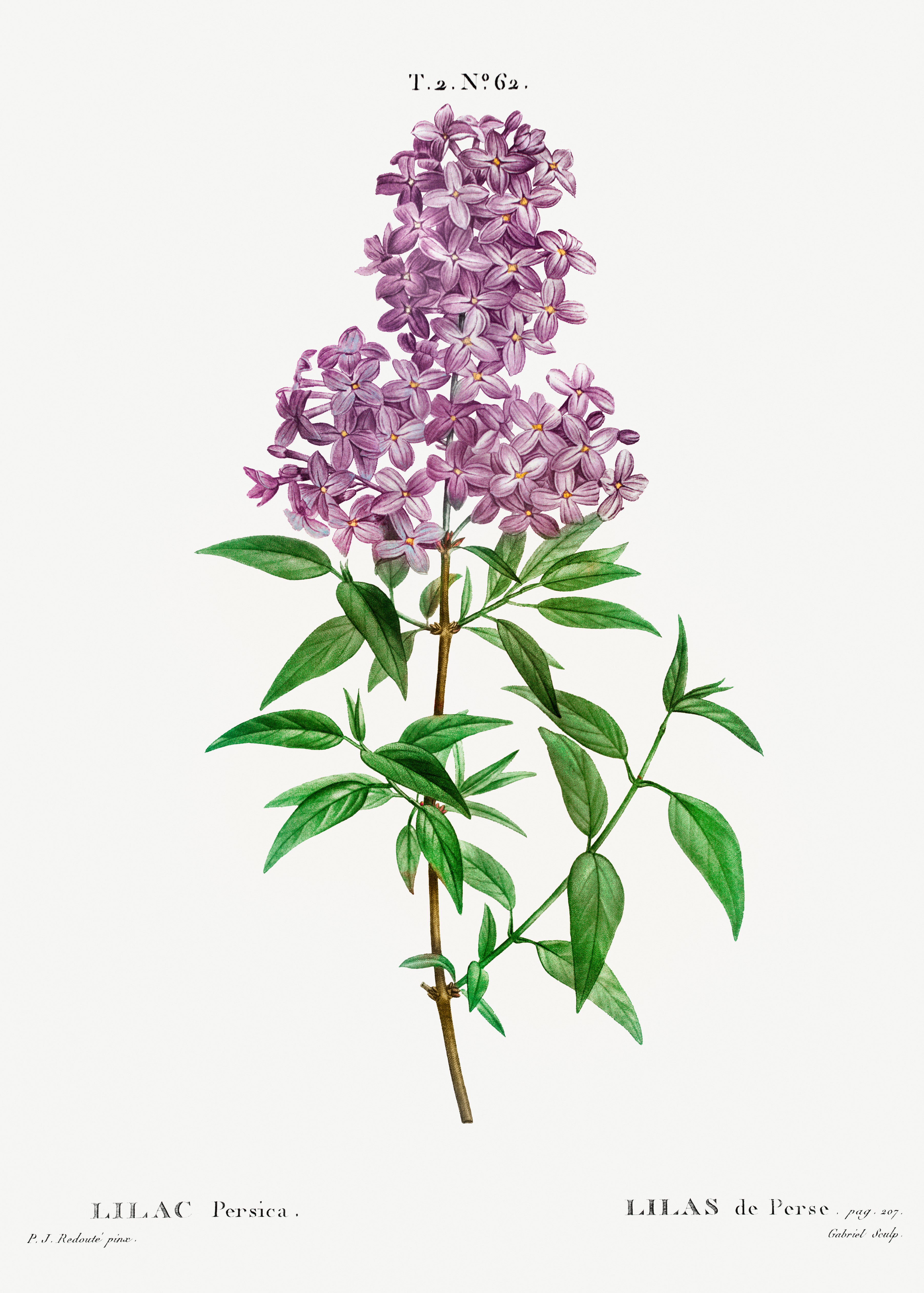 Persian Lilac