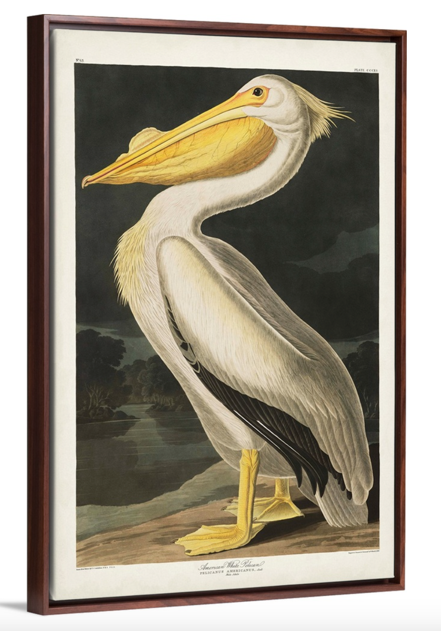 Audubon American Pelican