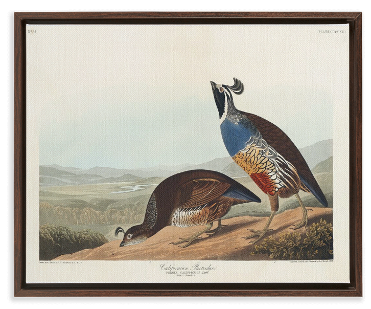 Audubon California Partridge