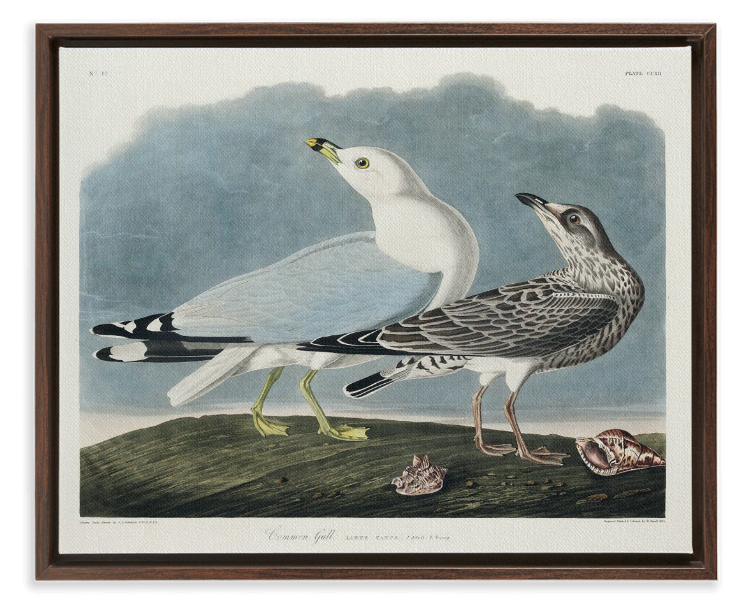 Audubon Common Gull