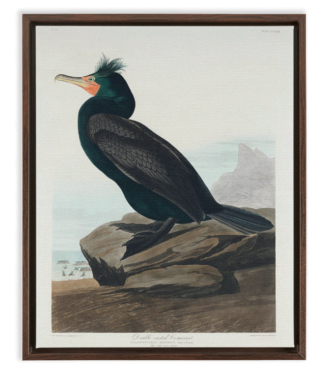 Audubon Double Breasted Cormorant