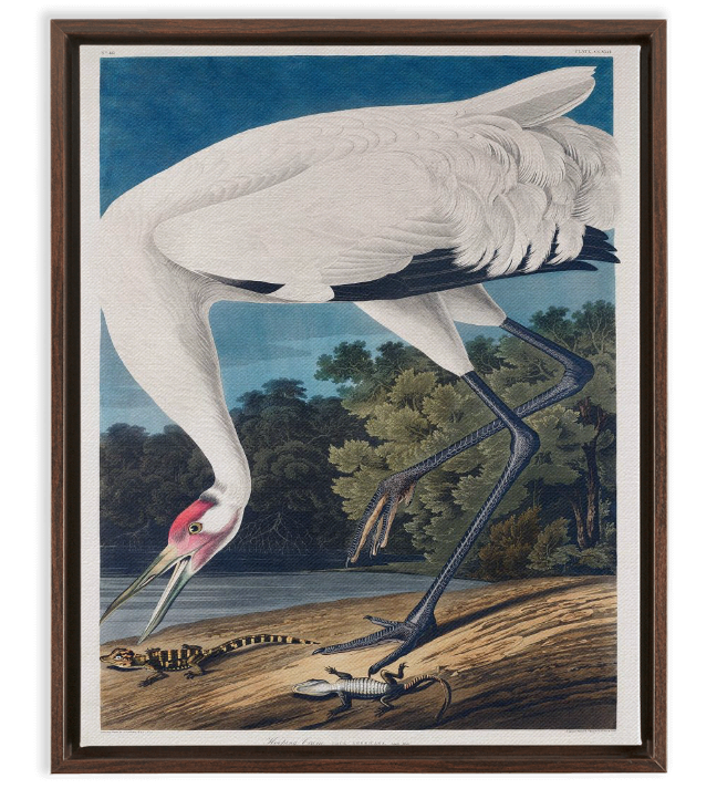 Audubon Hooping Crane