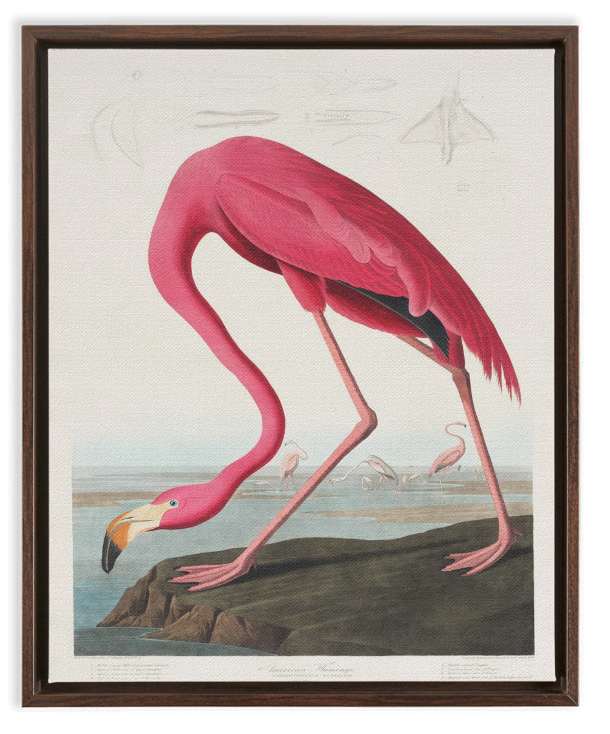 Audubon Pink Flamingo