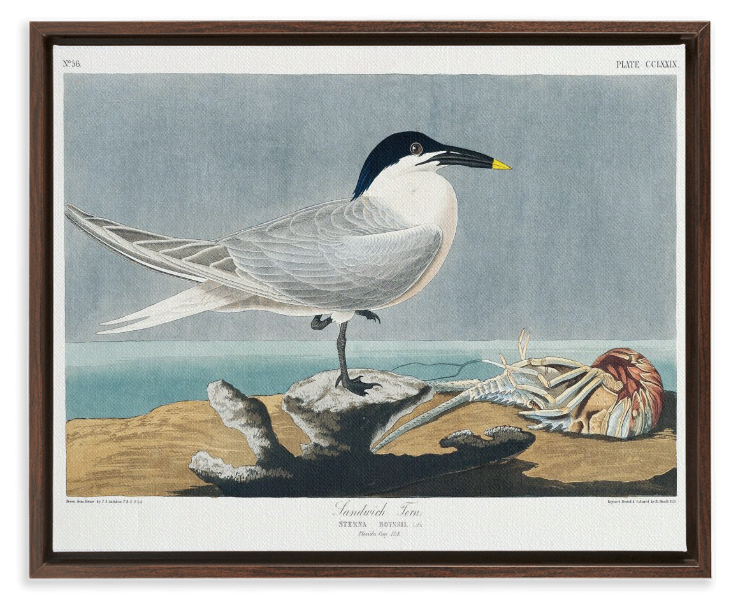 Audubon Sandwich Tern