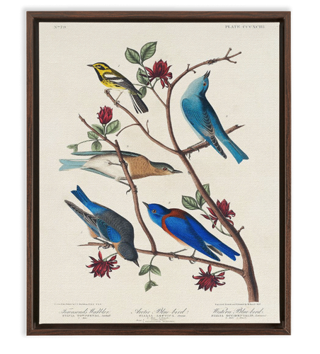 Audubon Townsend Warbler
