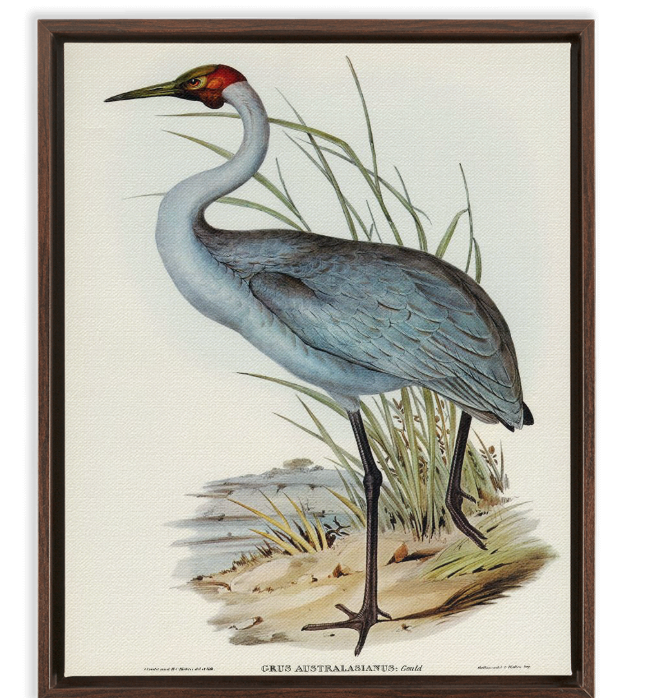 Australian Crane
