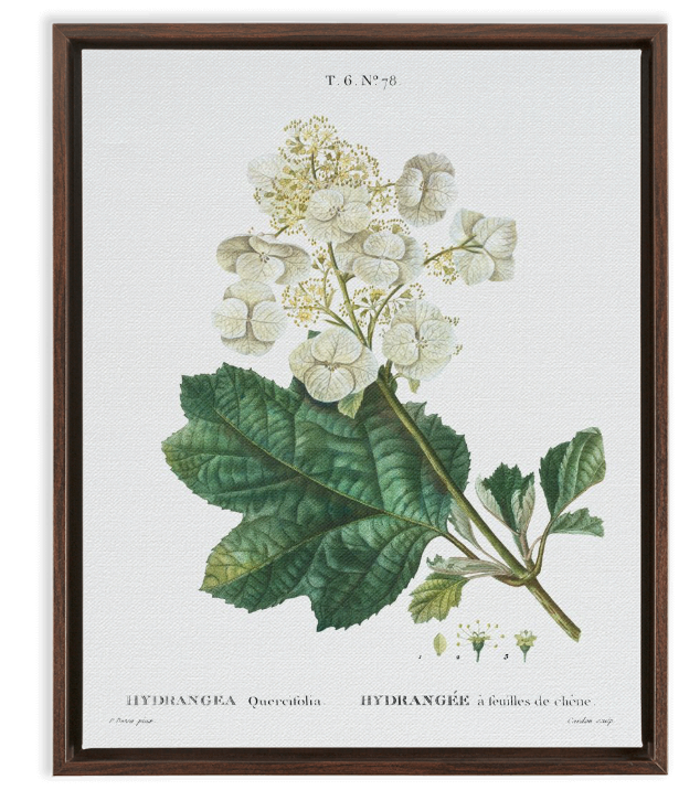 Oak Leaf Hydrangea Botanical