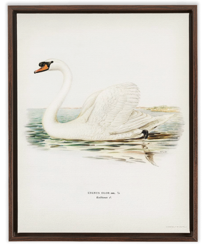 Mute Swan