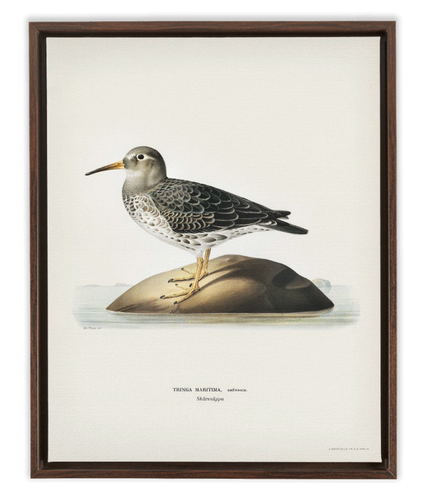 Purple Sandpiper