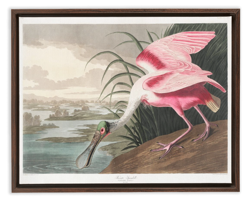 Roseate Spoonbill