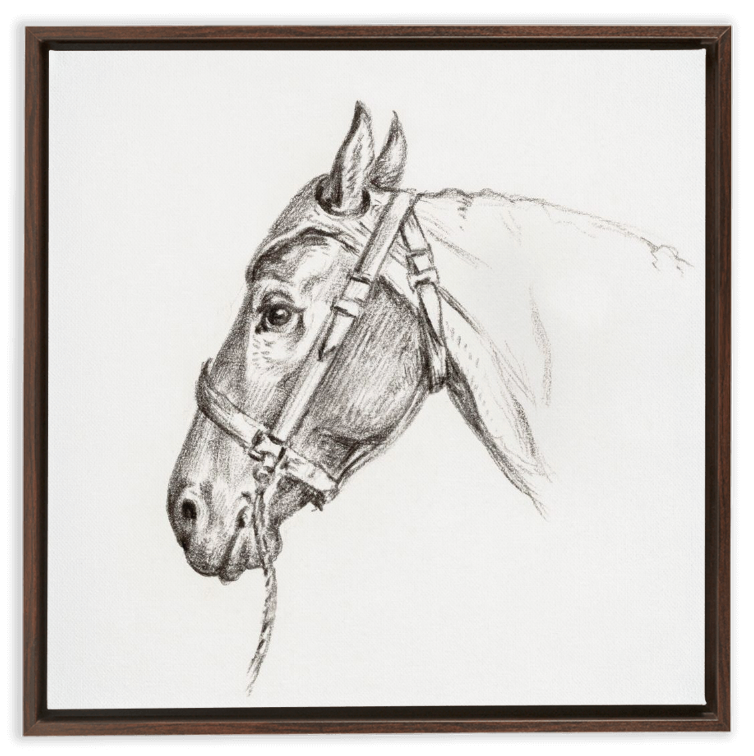 Study of a Horse
