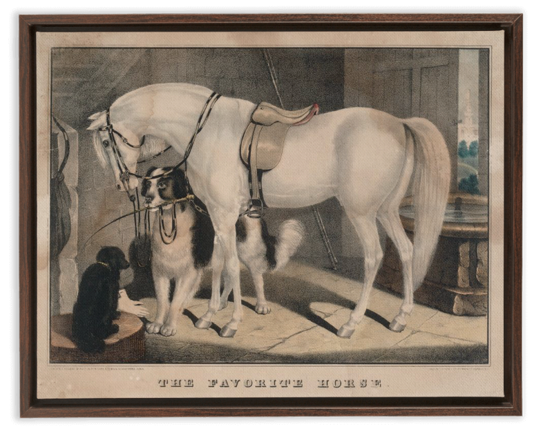 The Favorite Horse