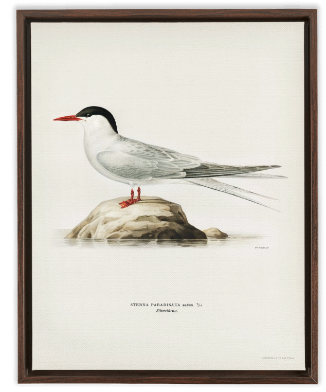 Vintage Arctic Tern