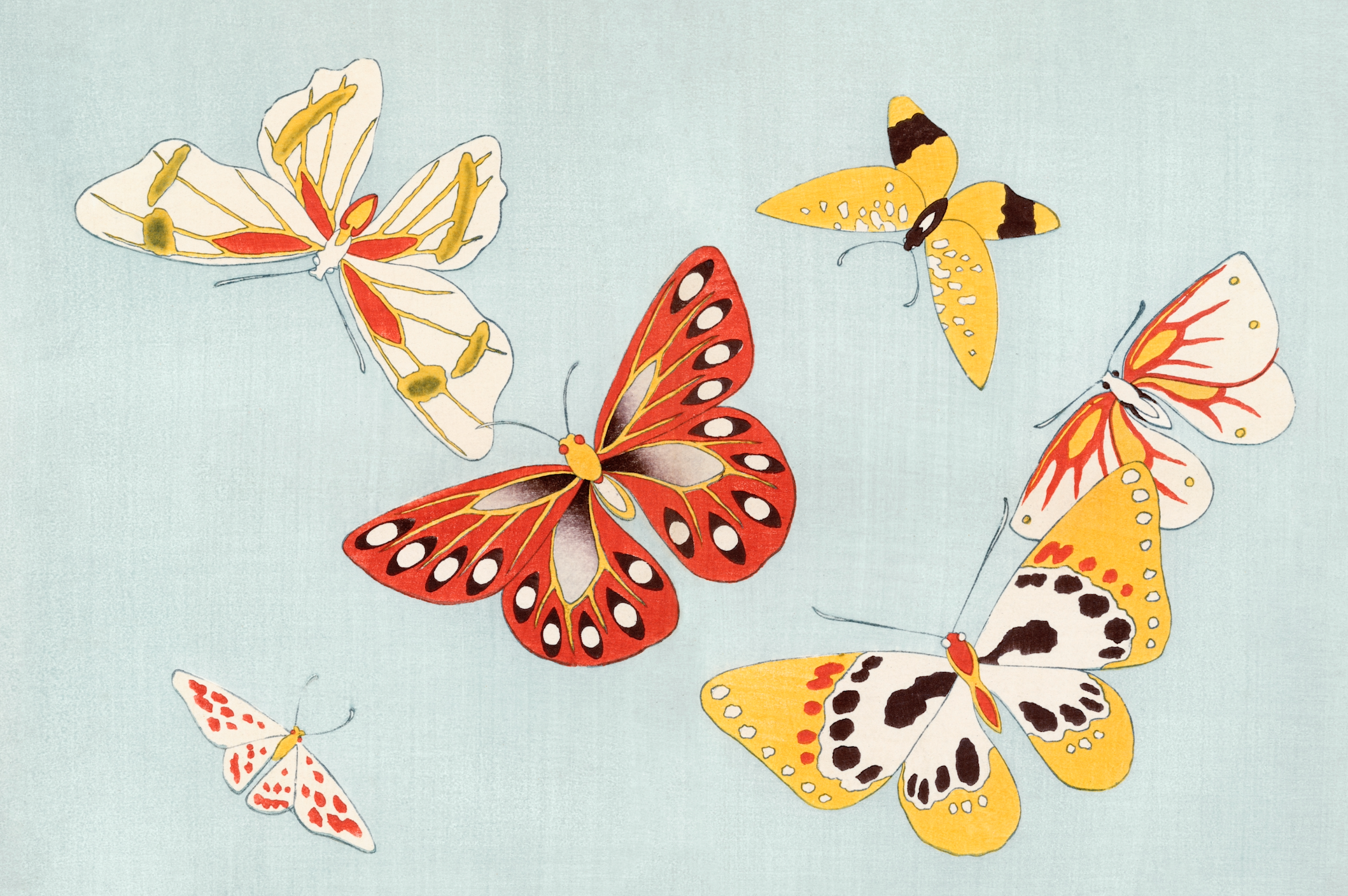 Japanese Butterfly