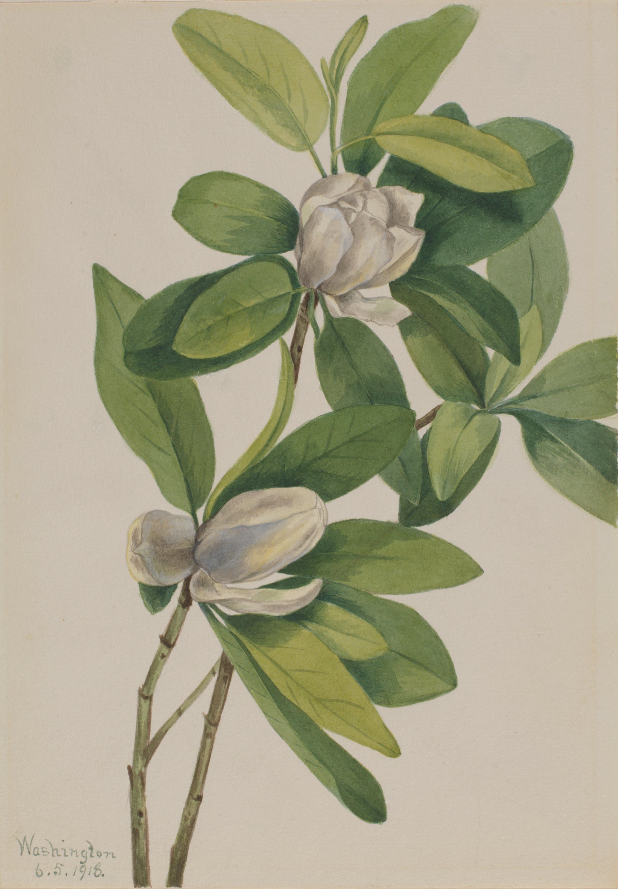 Swamp Magnolia