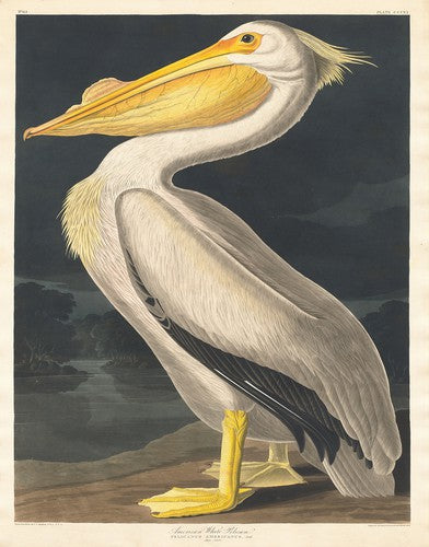Audubon American Pelican