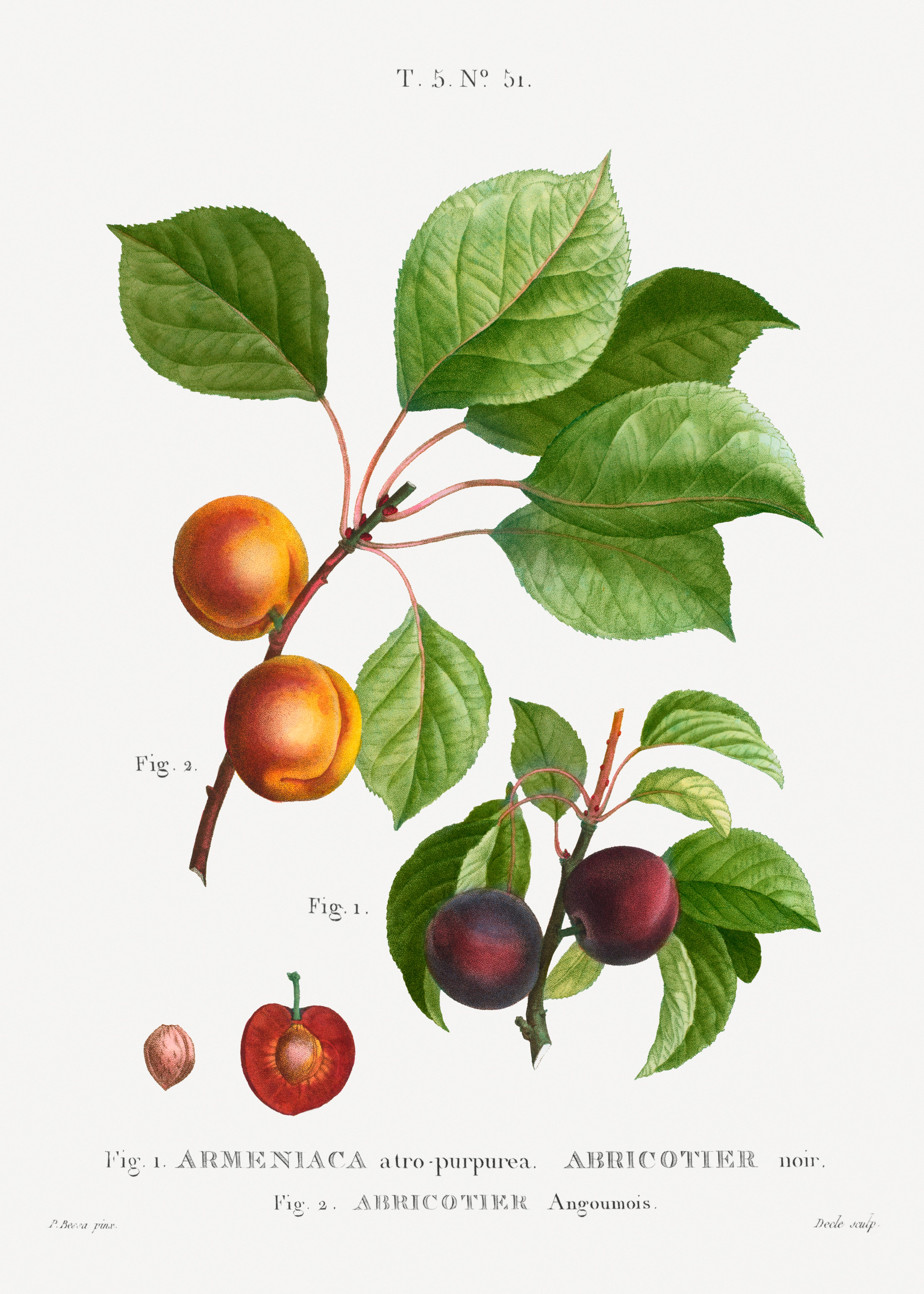 Apricot