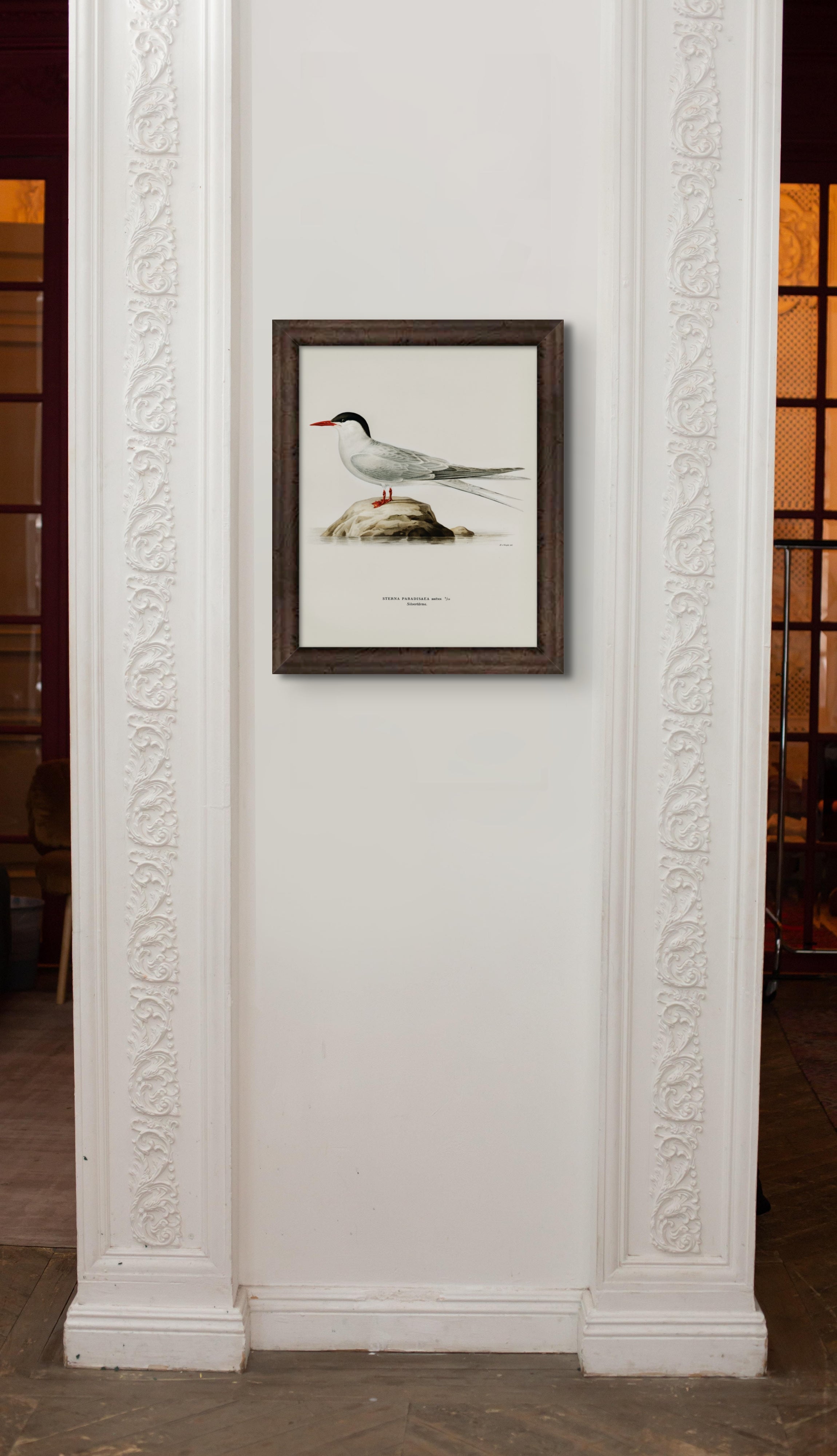 Arctic Tern Bird Art Print Framed - Von Wright Brothers