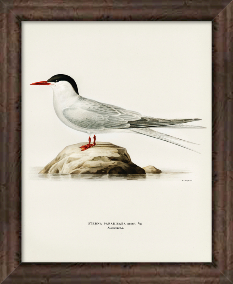 Arctic Tern Bird Art Print Framed - Von Wright Brothers