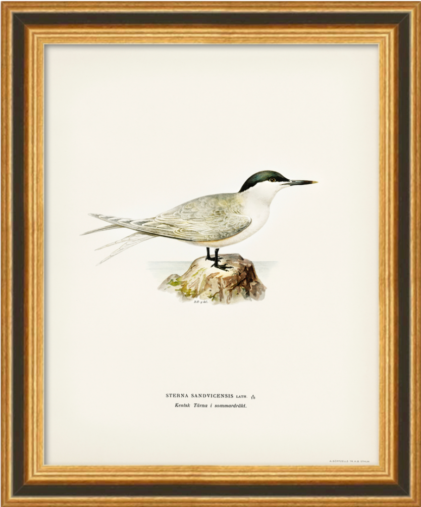 Vintage Framed Bird Prints (set of 2)
