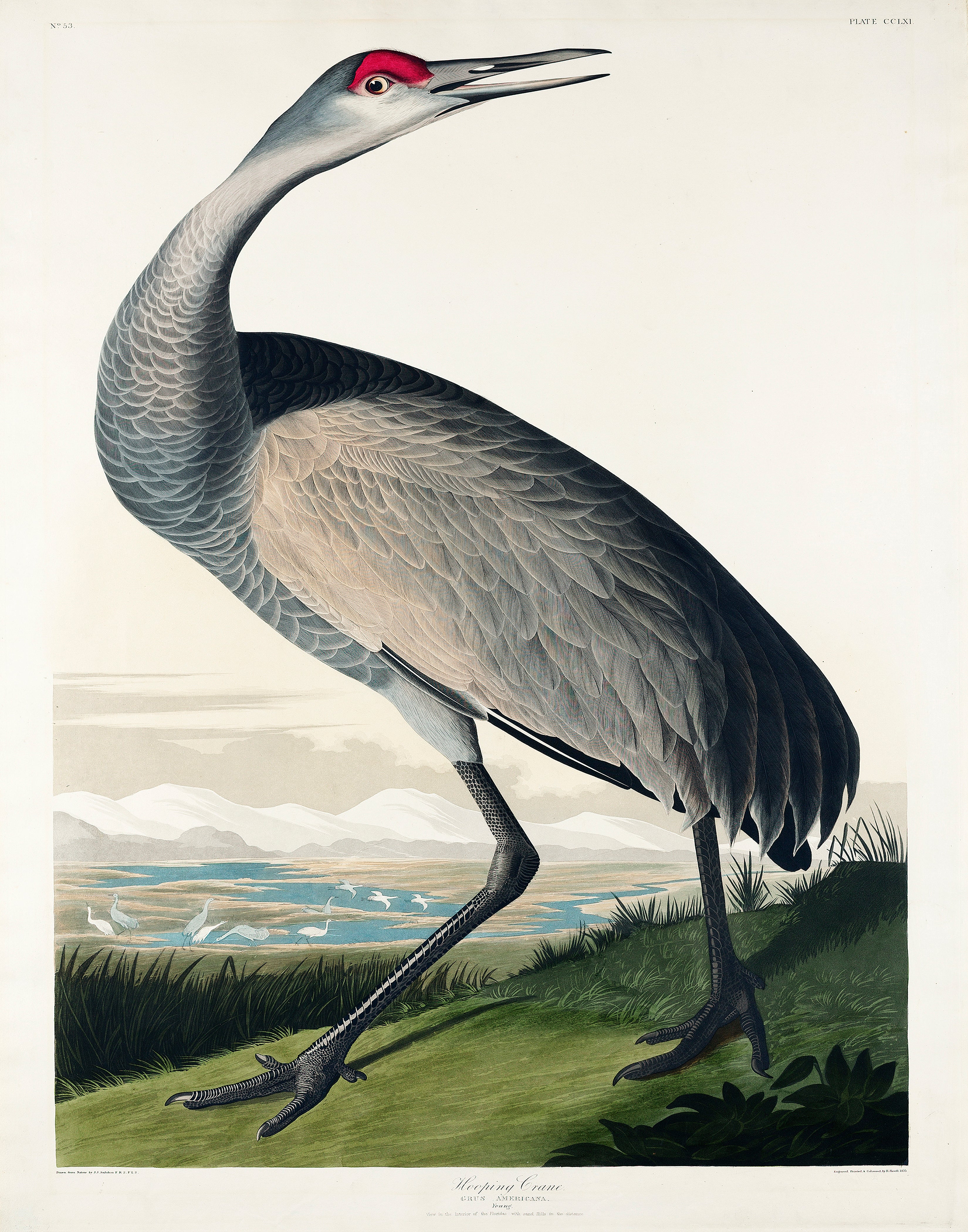Audubon Hooping Crane v.2