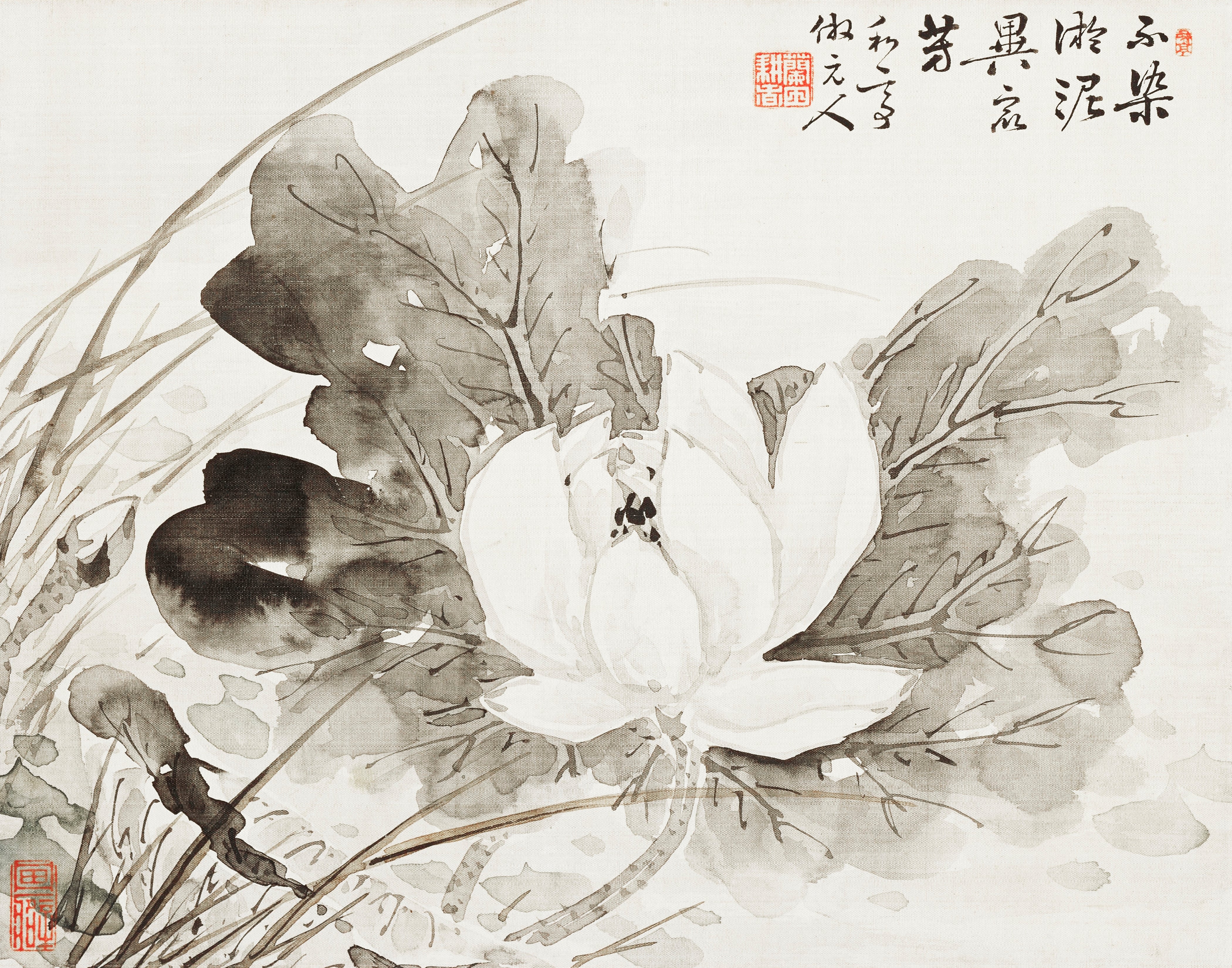 Japanese Lotus