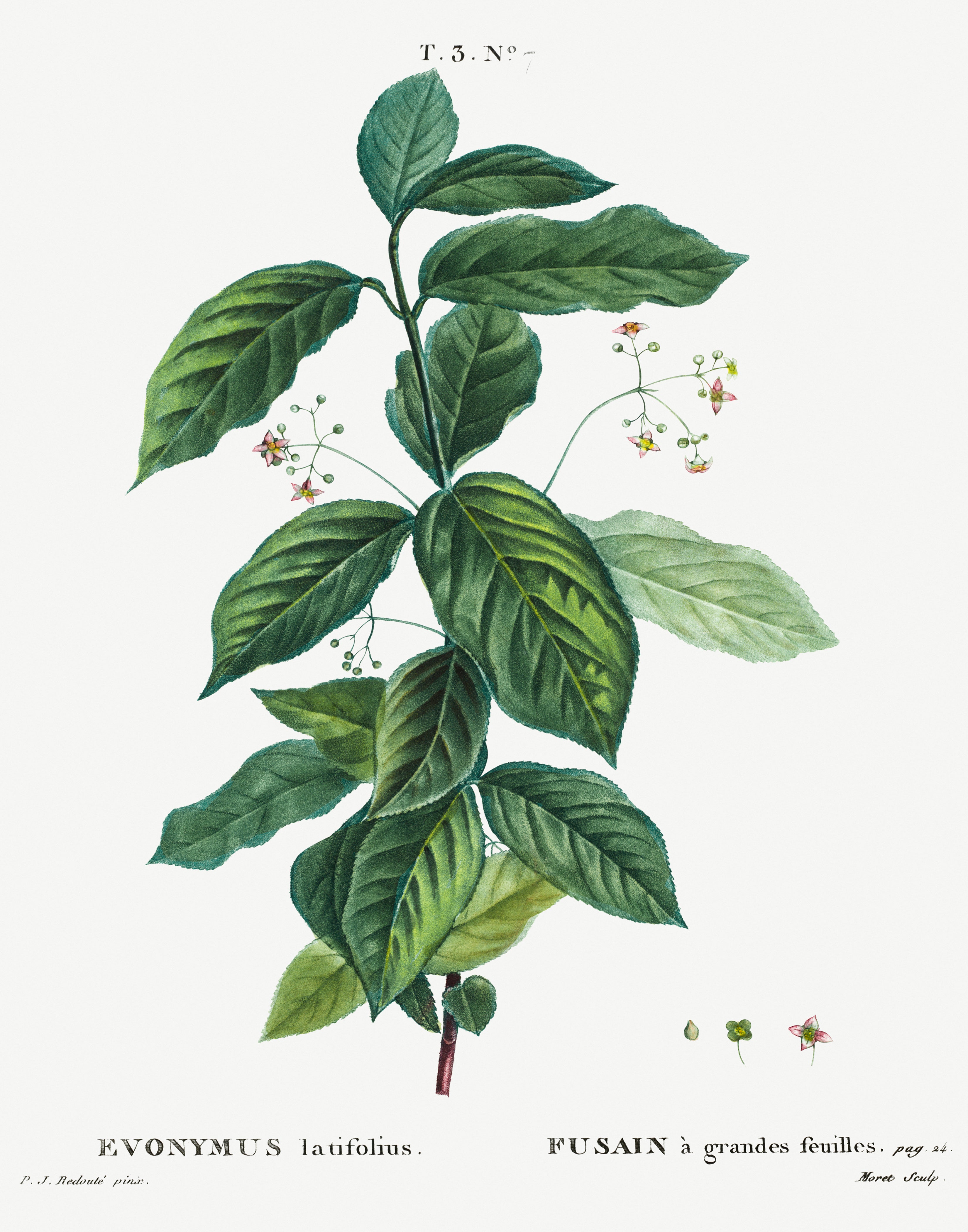 Broad Leaf Botanical