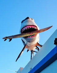 Shark Attack