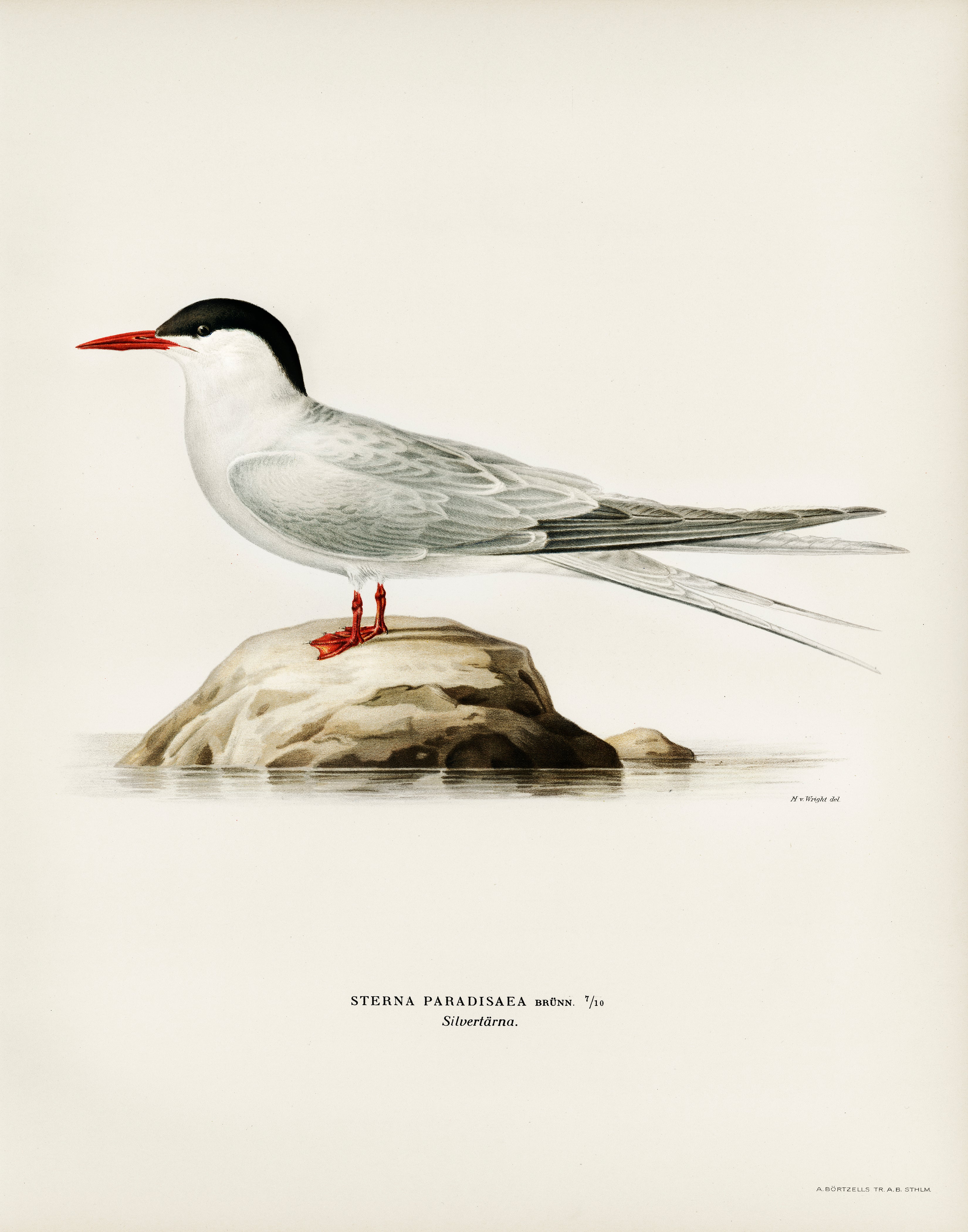 Vintage Arctic Tern