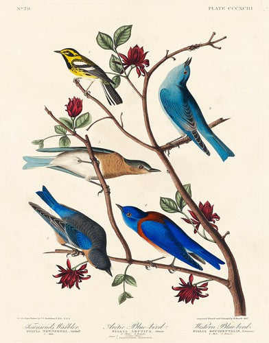 Audubon Townsend Warbler