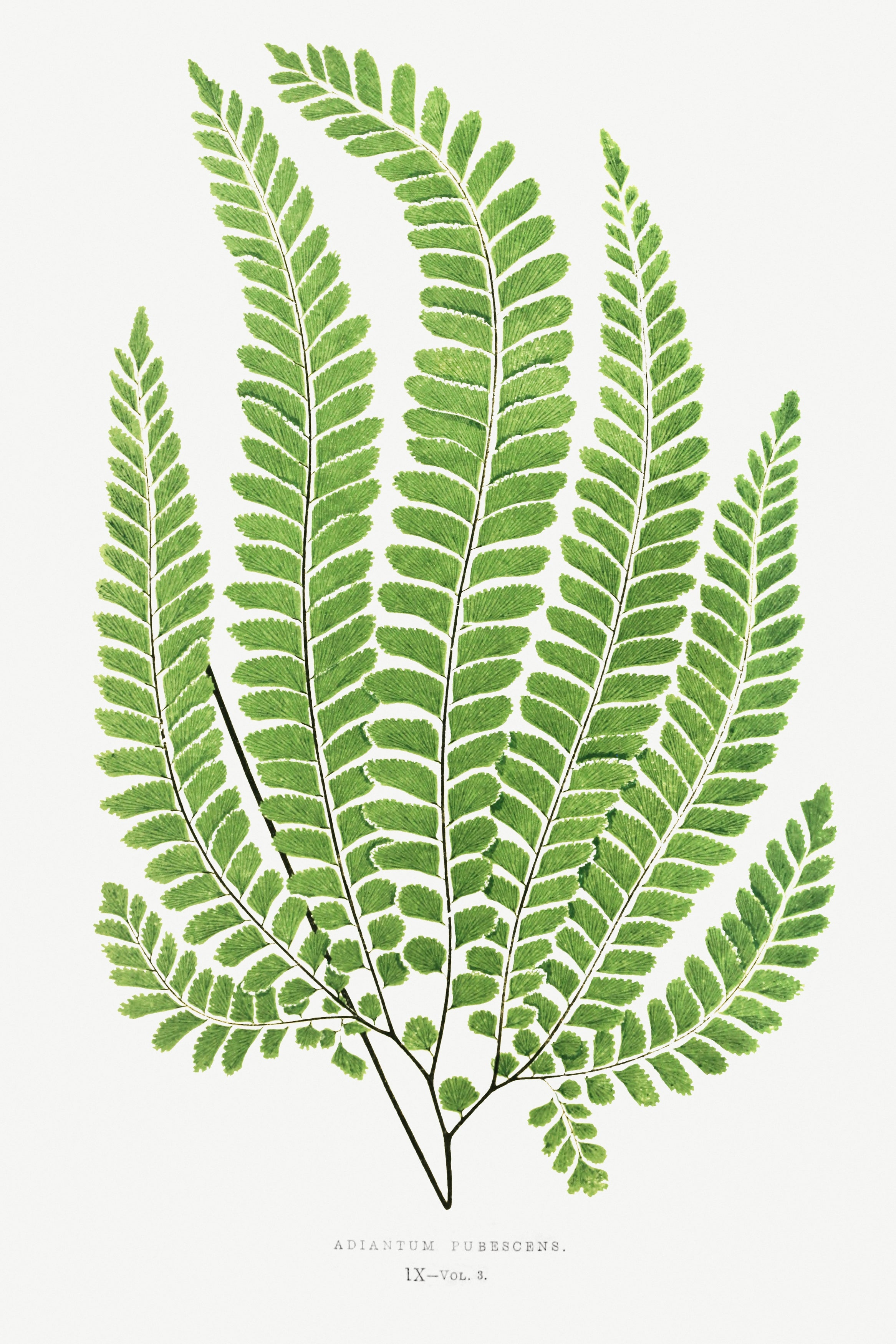 Fern v3