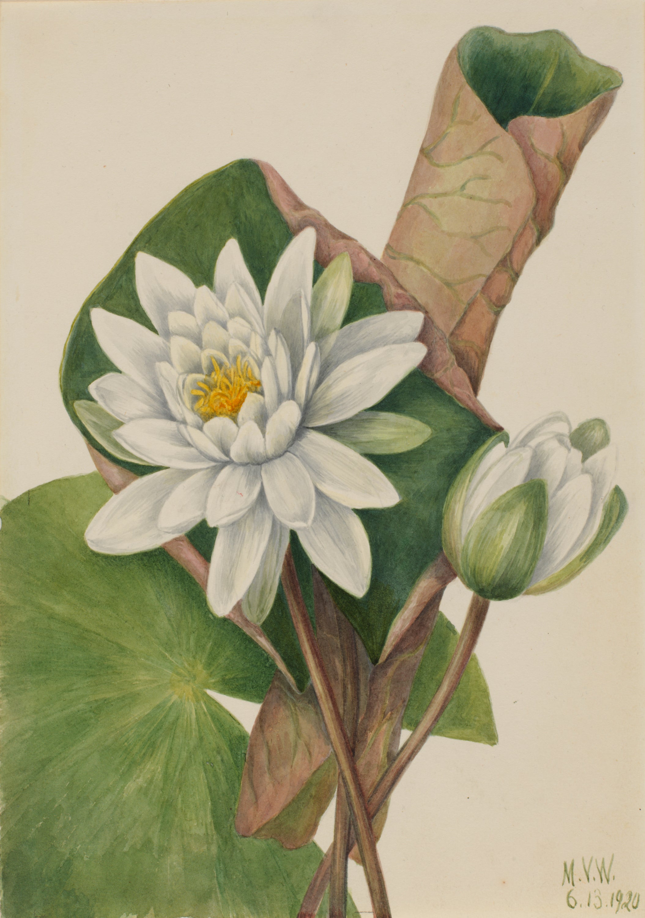 American Water Lily