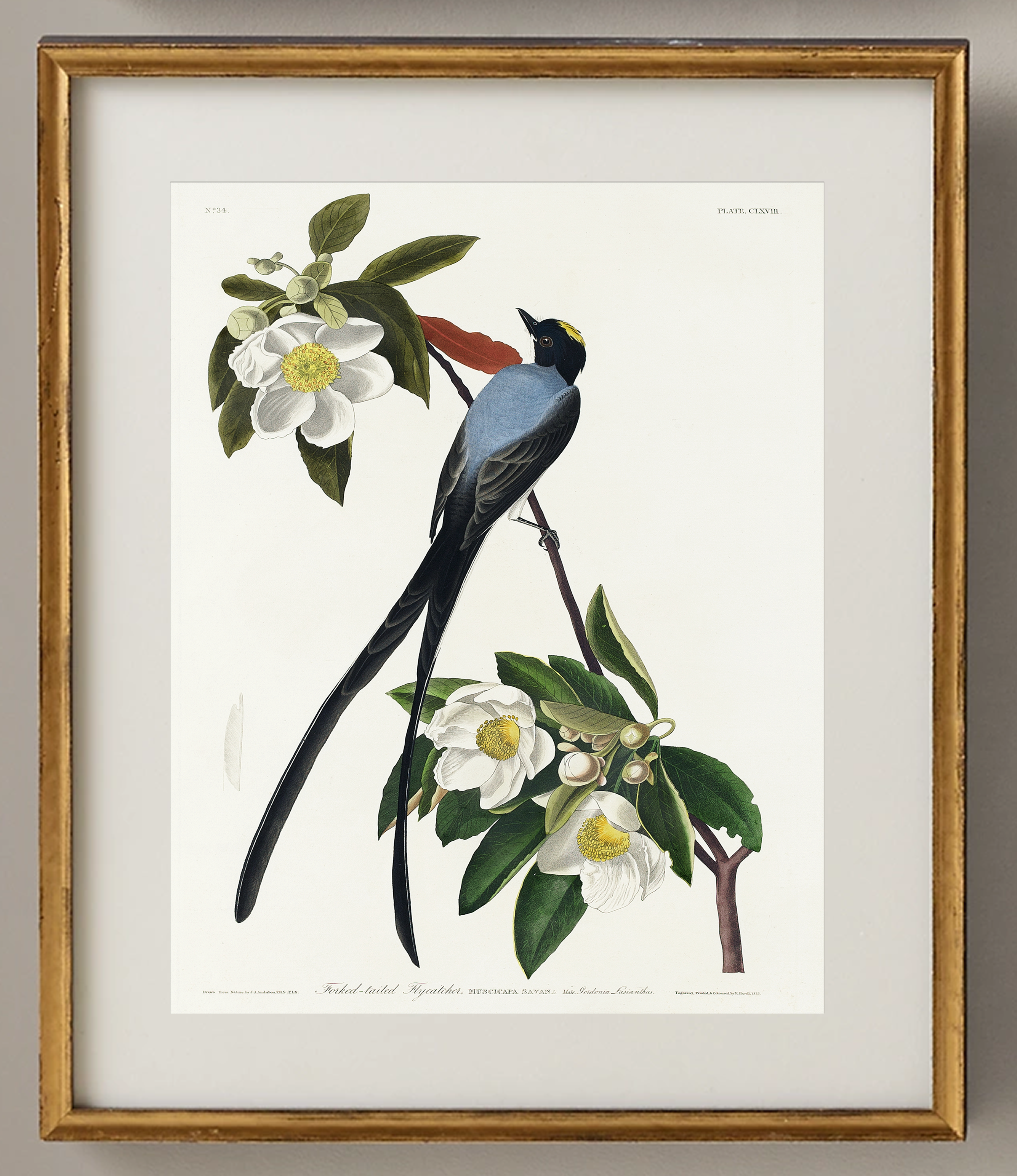 Vintage Bird Prints Set